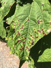 Cercospora hydrangeae