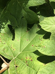 Cercospora hydrangeae
