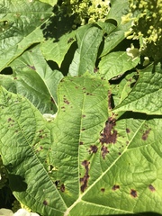 Cercospora hydrangeae