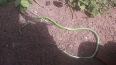 Philothamnus heterolepidotus