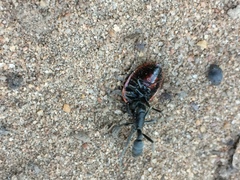 Platythyrea lamellosa