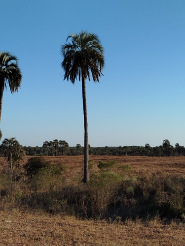 Image of Butia yatay by (c) Gonzalo Romero, some rights reserved (CC BY)