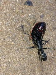 Platythyrea lamellosa