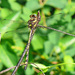 Arrowhead Spiketail - Photo (c) Larry Meade, some rights reserved (CC BY-NC-SA)