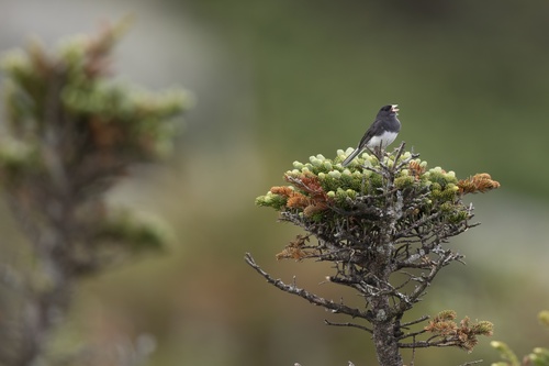 Dark-eyed Junco photographed in Vermont