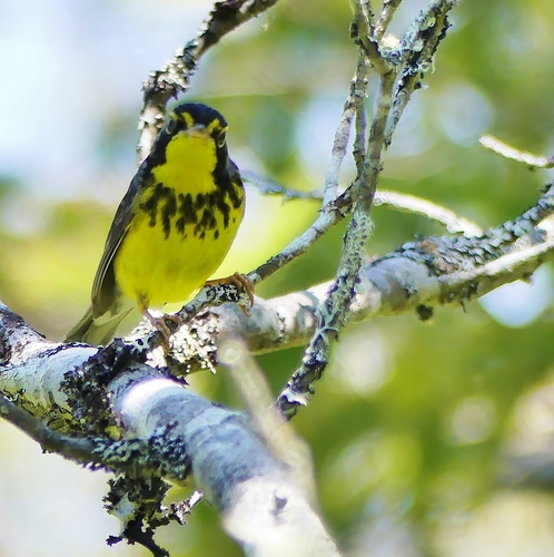 Cardellina canadensis image
