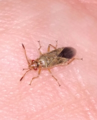 Arocatus longiceps