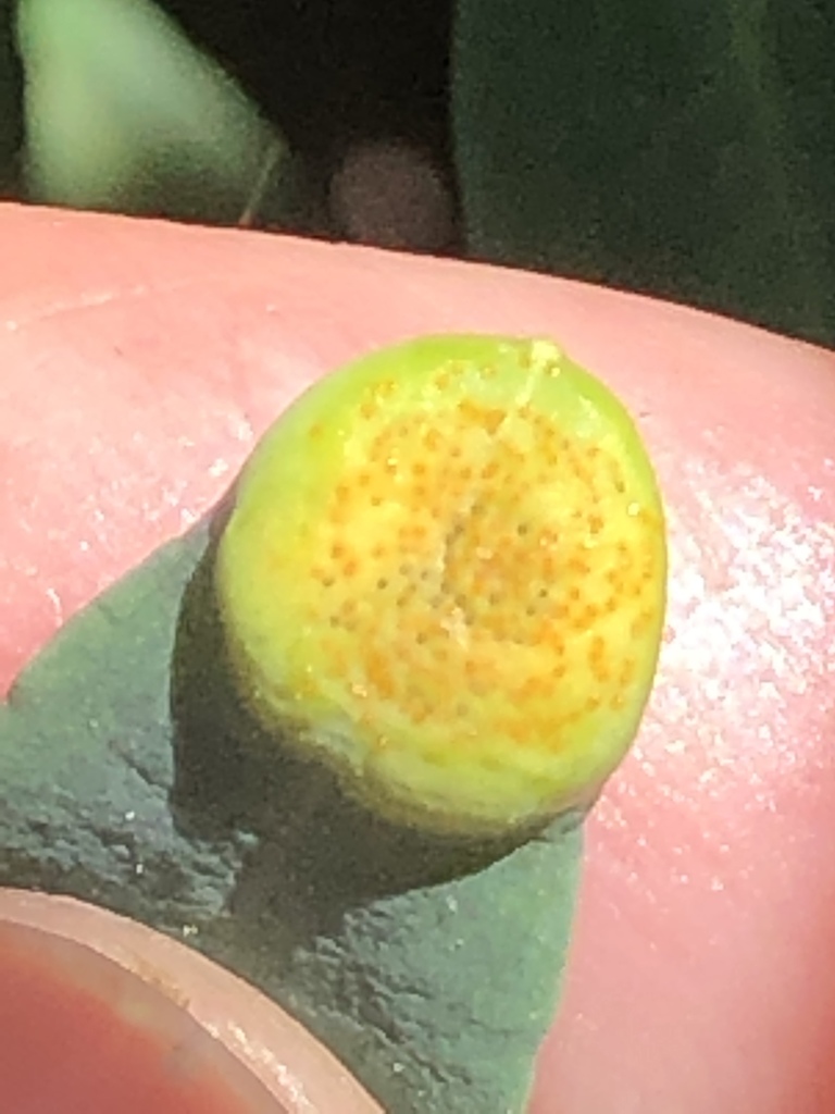 Uromyces triquetrus