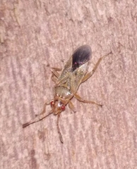 Arocatus longiceps