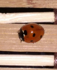 Coccinella septempunctata