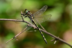 Cordulegaster obliqua