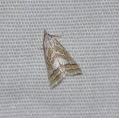Leptosteges parthenialis
