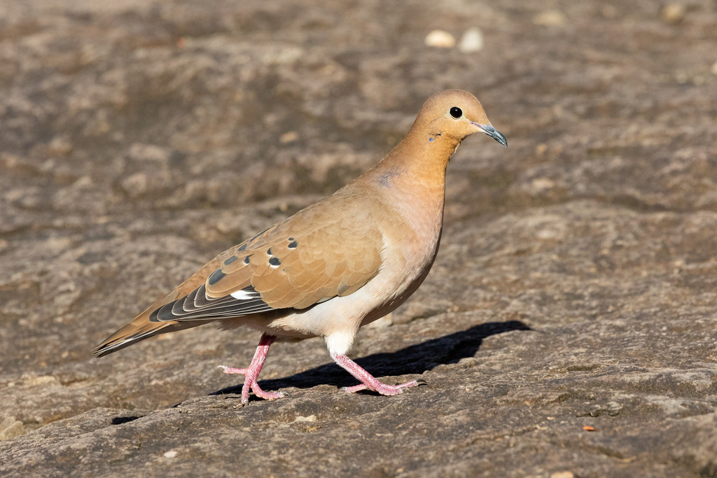 Zenaida Dove
