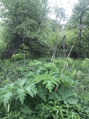 Heracleum mantegazzianum