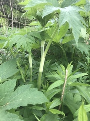 Heracleum mantegazzianum