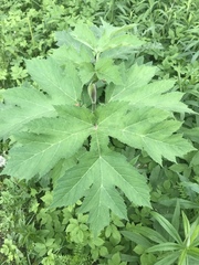 Heracleum mantegazzianum