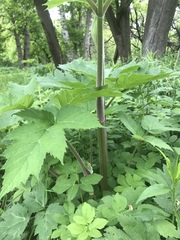 Heracleum mantegazzianum
