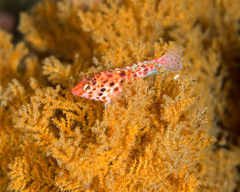 Cirrhitichthys oxycephalus