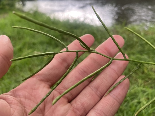 Vaistinė česnakūnė nuotrauka