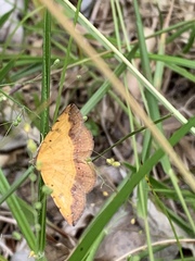 Hemeroplanis scopulepes