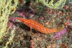 Oxycirrhites typus
