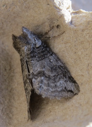 Euthyatira semicircularis photo 5