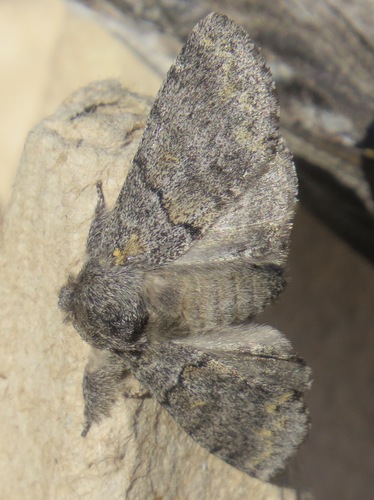 Banded Pebble Moth photo 3