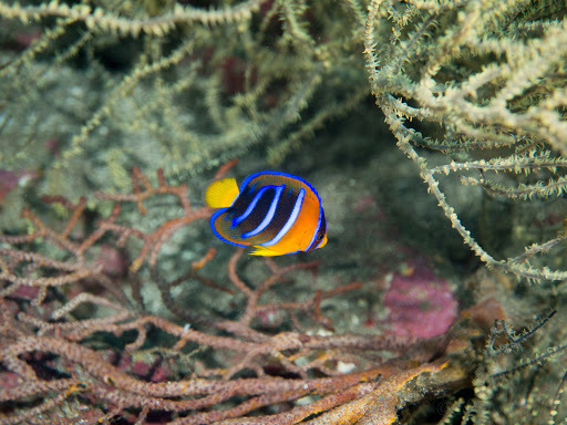 Photo of King angelfish (Holacanthus passer)