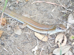 Gerrhosaurus nigrolineatus