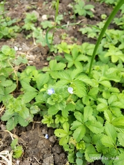 Veronica persica