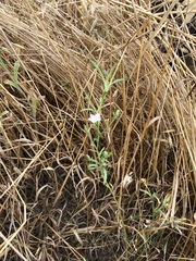 Convolvulus simulans