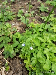 Veronica persica