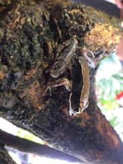 Lithobates sierramadrensis