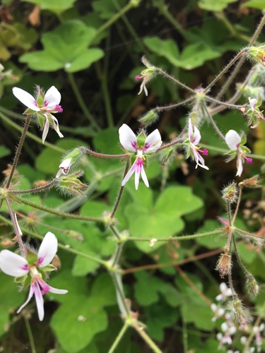 Pelargonium tomentosum 2