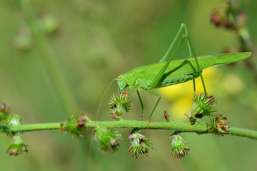 Sickle-bearing Bush-cricket, photo 1 of 10