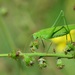 Phaneroptera - Photo (c) gadel, some rights reserved (CC BY-NC), uploaded by gadel
