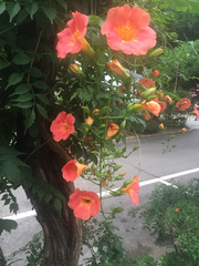Campsis grandiflora