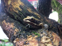 Lithobates sierramadrensis
