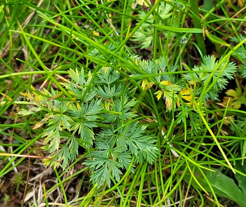 Image of Mutellina purpurea by (c) ahabo, some rights reserved (CC BY)