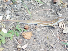 Gerrhosaurus nigrolineatus