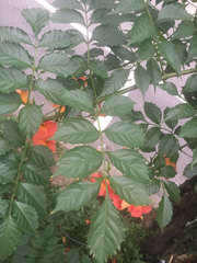 Campsis grandiflora