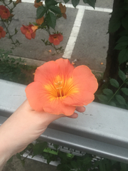 Campsis grandiflora
