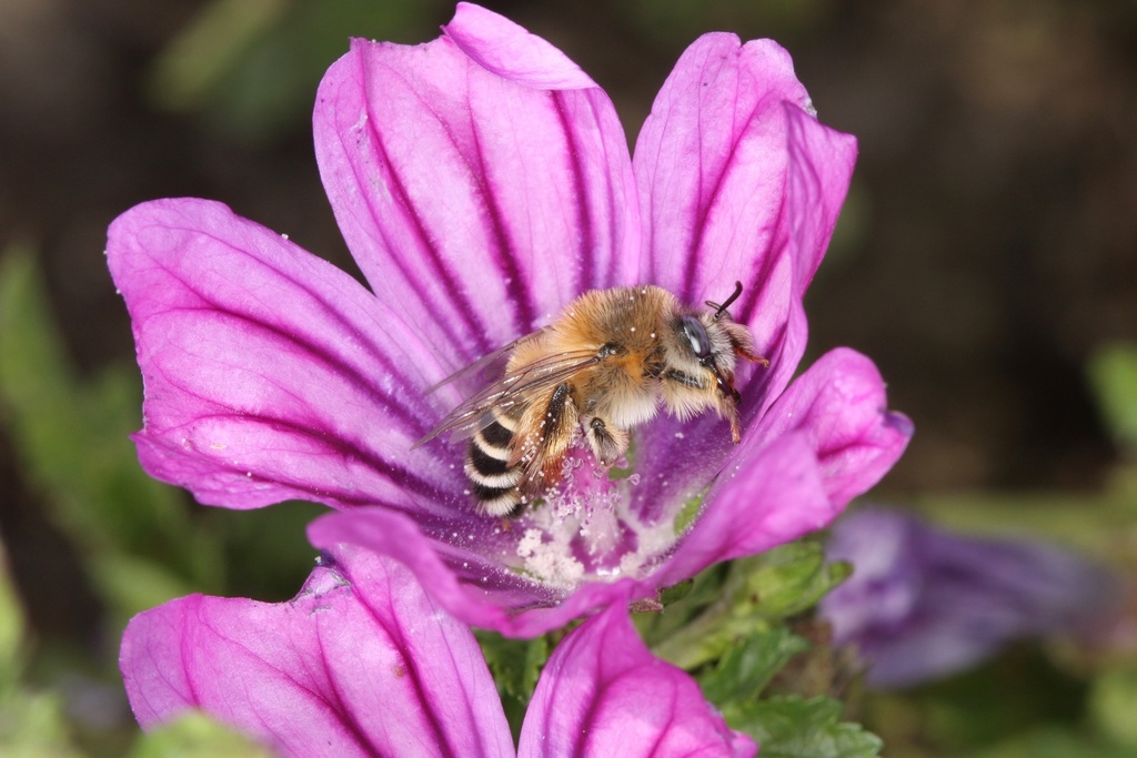 Dasypoda cingulata