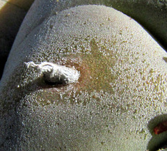 Jim, no rights reserved (CC0)