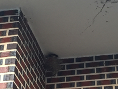 Hirundo rustica gutturalis