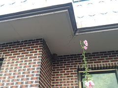 Hirundo rustica gutturalis