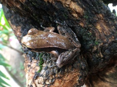 Lithobates sierramadrensis