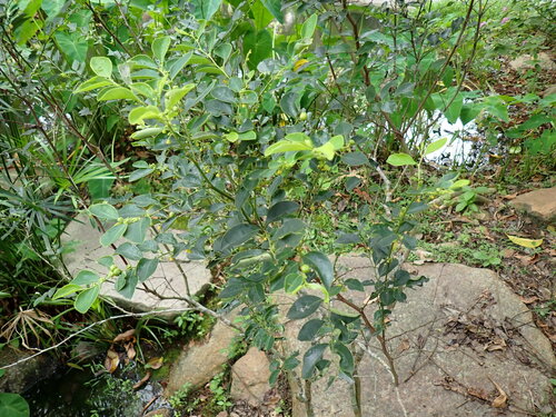 Image of Breynia fruticosa by (c) W Rao, some rights reserved (CC BY)