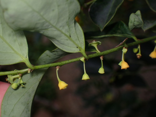 Image of Breynia fruticosa by (c) W Rao, some rights reserved (CC BY)