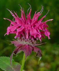 Monarda media